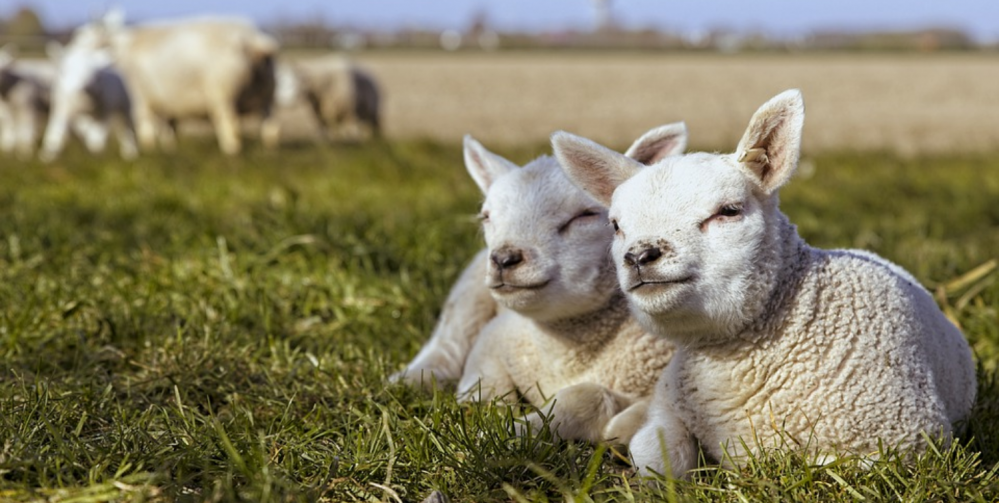 Weekend z dzieckiem w Beskidach i na Śląsku Cieszyńskim